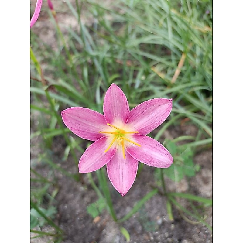 บัวดิน ชื่อ Z.Rain lily orcbid🌼จำหน่ายเป็นหัวจร้า