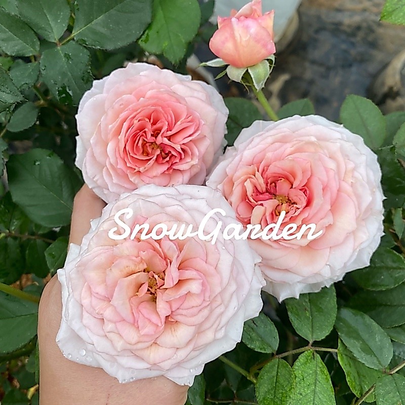 กุหลาบ 🌹 Prince Jardinier พริ้น จาดีนเออร์ มีกลิ่นหอมหวาน (ส่งติดดอก)