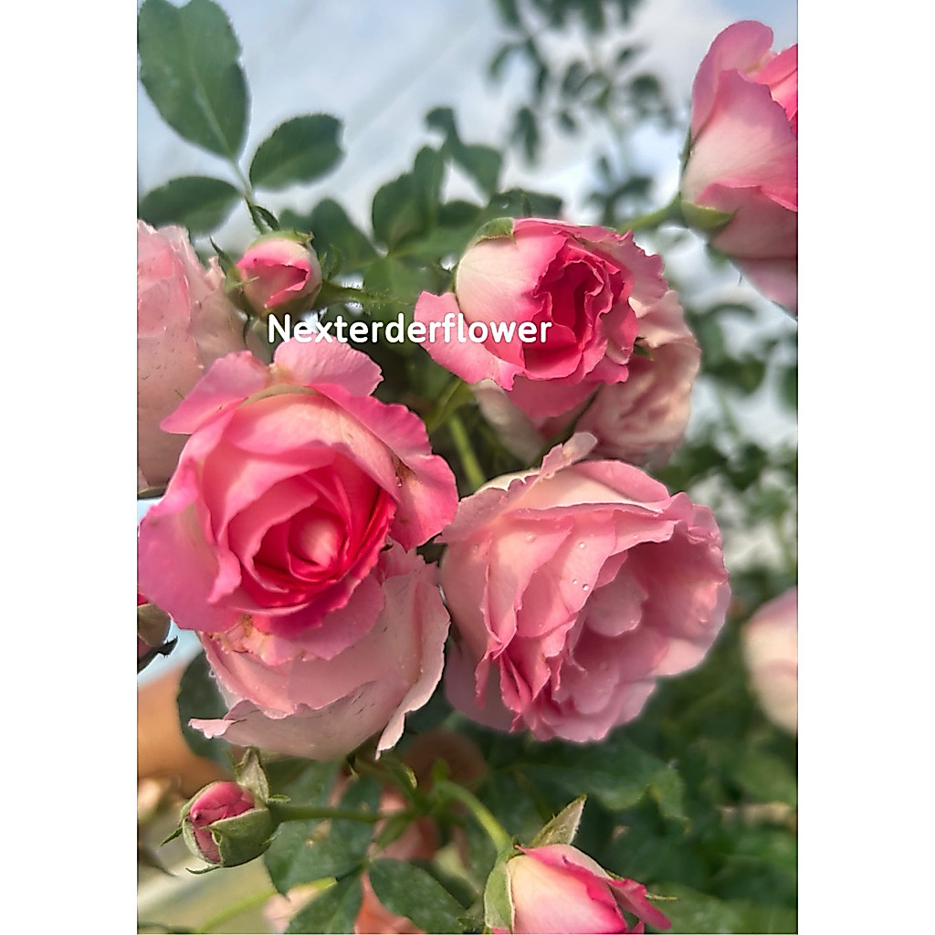 กุหลาบเหรียญ กุหลาบสายพันธุ์ใหม่ Rein Rose กุหลาบพุ่ม กึ่งเบื้อยให้ดอกสวยดอกห้อย กลิ่นหอม เลี้ยงง่ายค่ะเก็บได้เก็บค่ะ
