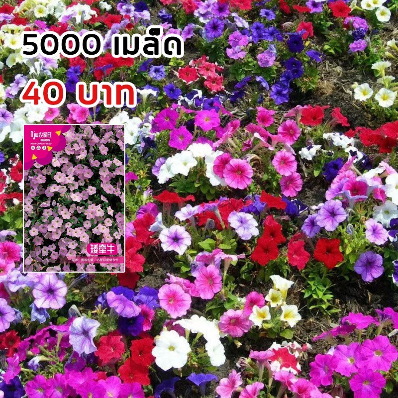 ซื้อ 5 แถม 5 ฟรี！เมล็ดพันธุ์ ดอกพีทูเนียเตี้ย คละสี 5000 เมล็ด Mixed Dwarf Petunia Flower Seed คละสีสวยปลูกง่าย