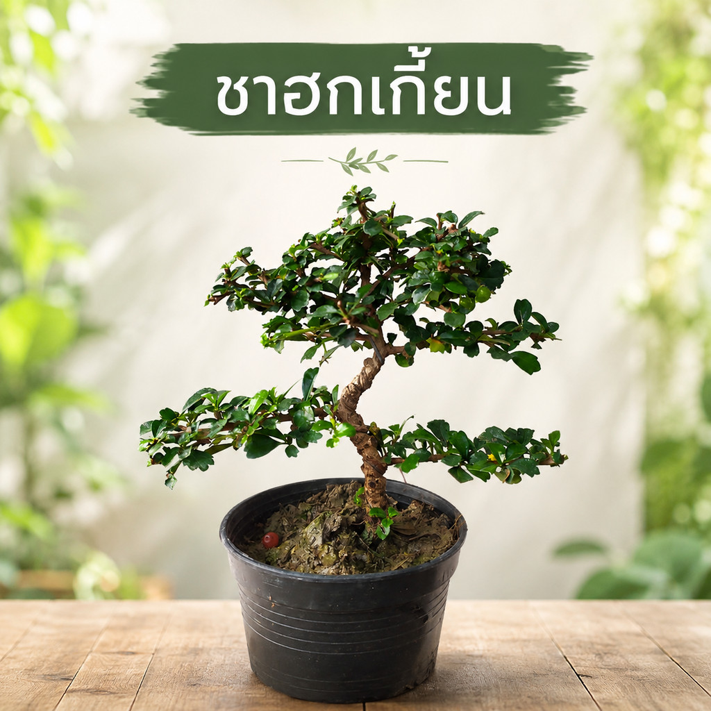ต้นชาฮกเกี้ยน กระถาง 4 คัดทรงสวยให้แล้ว บอนไซ ชาดัด ดอกสีขาว