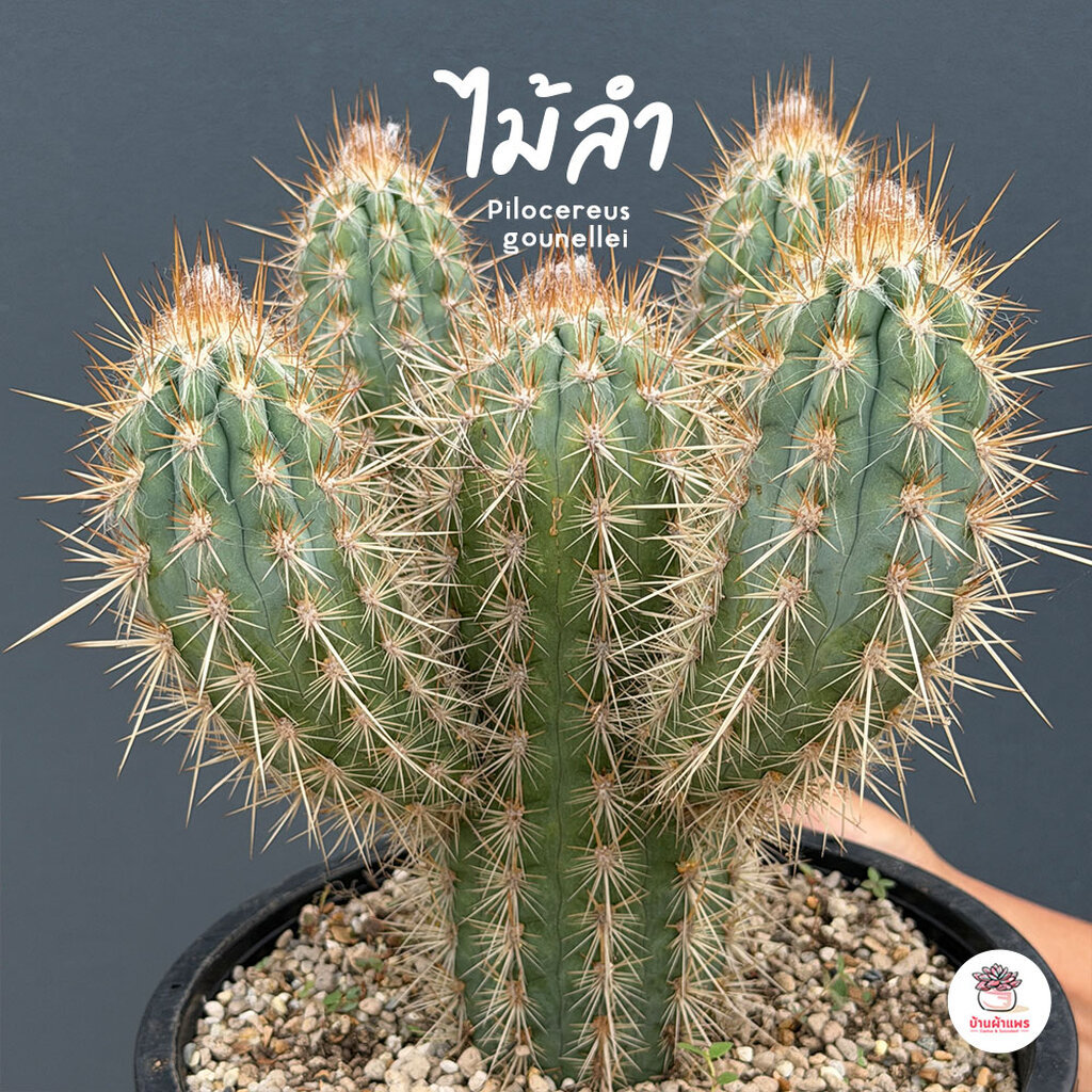 ไม้ลำแต่งสวน Pilocereus gounellei แคคตัส กระบองเพชร cactus&succulent