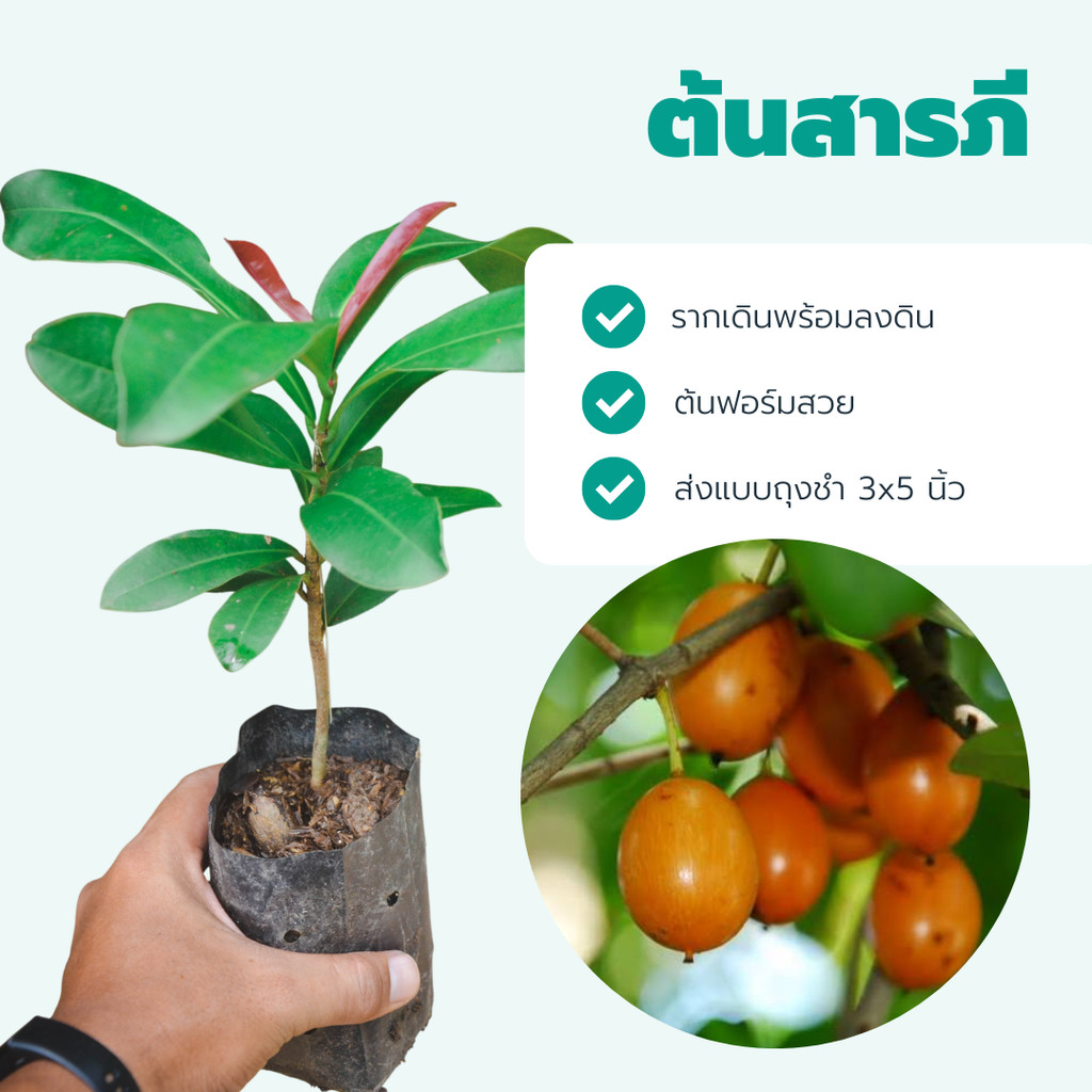 ต้นสารภี สูง 20-30 ซม. รากแน่นพร้อมลงดิน ฟอร์มต้นสวยได้ทรง