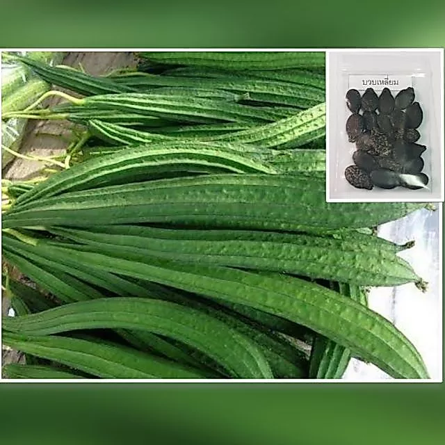 เมล็ดบวบเหลี่ยม 15 เมล็ด [ 10แถม2 ] คละได้