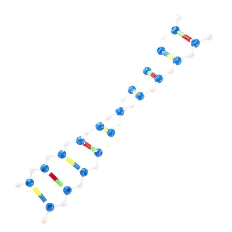 DNA Dual Spiral Structure Model Competition ขนาดเล็กประกอบรุ่น Genetics and Mutant Demonstration Edi