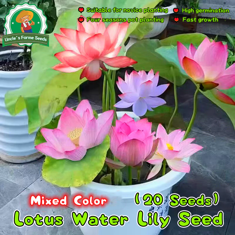 เมล็ดพันธุ์ ดอกบัวน้ำ บัวจิ๋วญี่ปุ่น เมล็ดดอกบัวน้ำ บรรจุ 20 เมล็ด สีผสม Mini Lotus Water Lily Seeds Bonsai Seeds