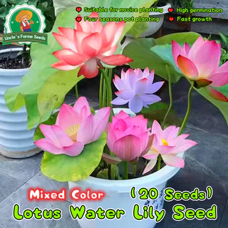 เมล็ดพันธุ์ ดอกบัวน้ำ บัวจิ๋วญี่ปุ่น เมล็ดดอกบัวน้ำ บรรจุ 20 เมล็ด สีผสม Mini Lotus Water Lily Seeds Bonsai Seeds