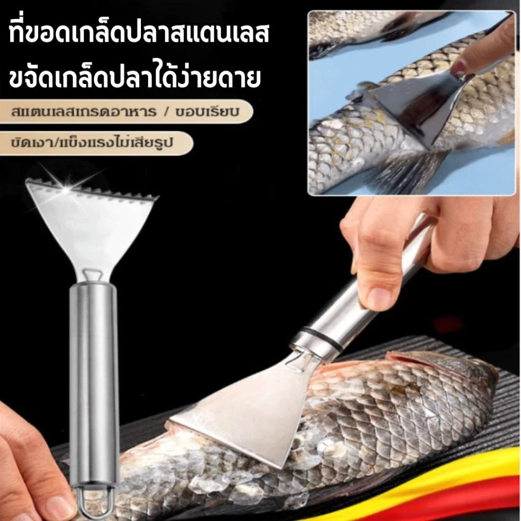 ที่ขูดเกล็ดปลา สแตนเลส ช่วยในการกำจัดเกล็ดปลาทุกชนิดได้อย่างง่ายดาย ขอดเกล็ดปลาง่ายขึ้น