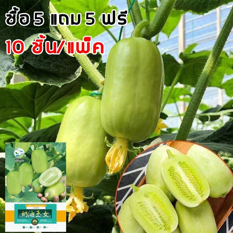 ซื้อ 5 แถม 5 ฟรี  แตงกวาลูกดก 10 เมล็ด เมล็ดพันธุ์แตงกวาลูกดก งอกง่าย โตไว ผลดกมากก ผลแตงกวาสด แตงกวาไร้หนาม