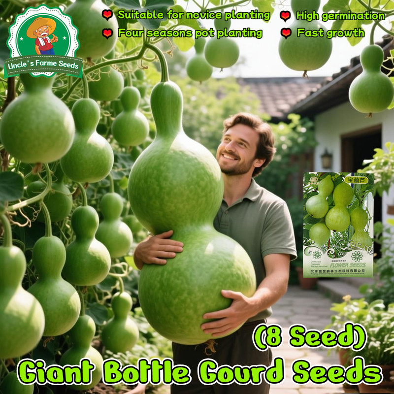 8 เมล็ด เมล็ดพันธุ์ น้ำเต้ายักษ์ น้ำเต้าเซียน เมล็ดน้ำเต้าเซียนใหญ่ F1 Giant Bottle Gourd Seed Organic Vegetable Seeds