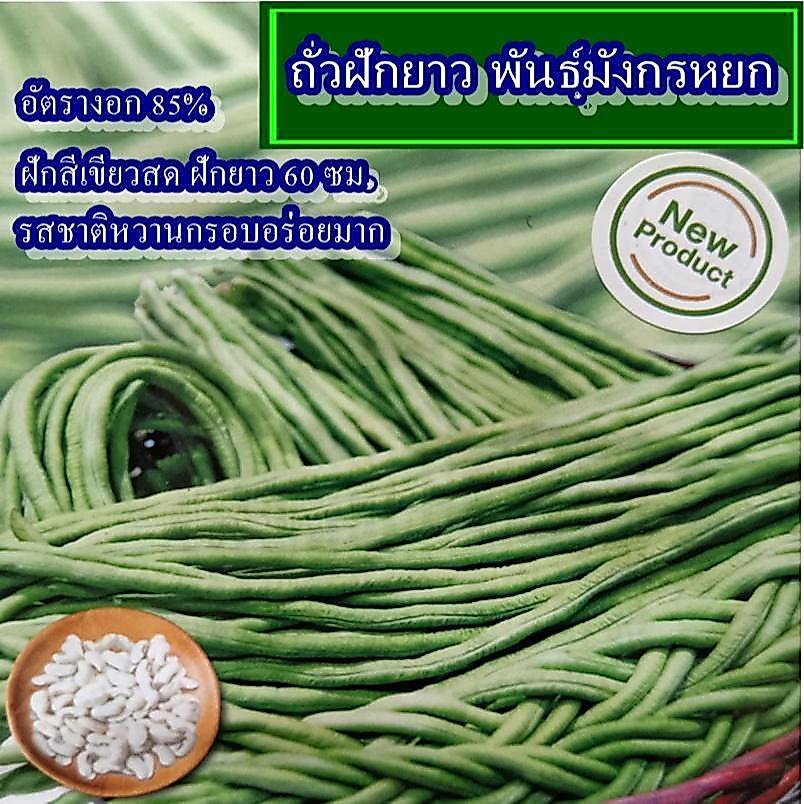40 เมล็ด เมล็ดถั่วฝักยาว พันธุ์มังกรหยก (อัตรางอก 85% ปลูกง่าย ฝักสีเขียวสด ฝักยาว 60 ซม.เนื้อแน่น น้ำหนักดี รสชาติหวาน)