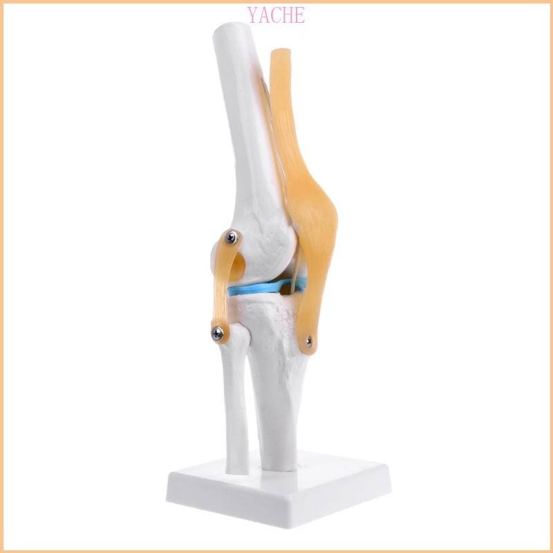 YACHE Human Anatomical Knee Joint ยืดหยุ่นโครงกระดูกรุ่น Medical Learning Aid Anatomy