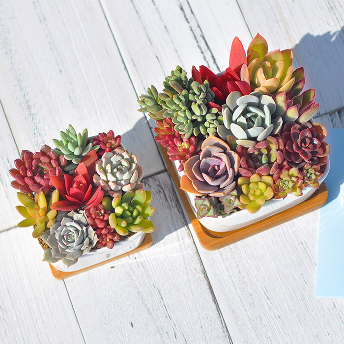 No Neither Generating Multi-Combination ผลิตภัณฑ์สําเร็จรูปแฟชั่นหม้อพอร์ซเลนสีขาวเดสก์ท็อปพืชสีเขีย