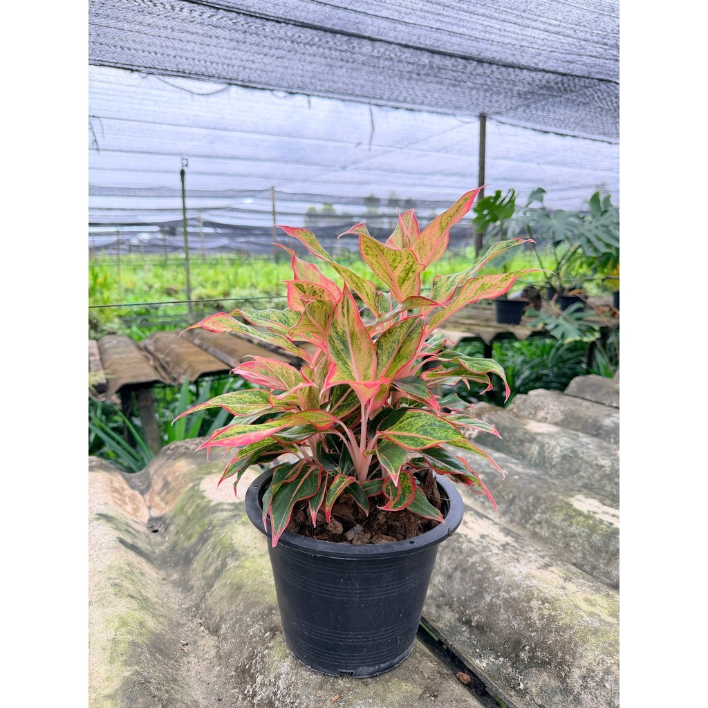 มุมมอง 7