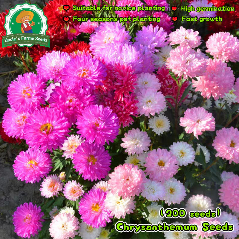 200 เมล็ด ดอกไม้ ดอกเบญจมาศ หมายถึง รักของเราคือความเชื่อใจ Mixed Colors Chrysanthemum Seeds Chrysanthemum Flower Seeds