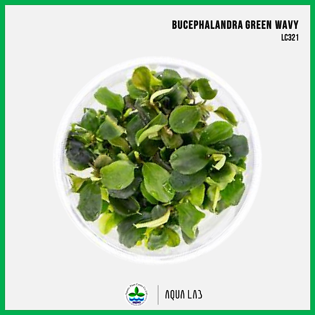 [APC] Bucephalandra green wavy (บูเซปเขียว) [ไม้น้ำ - Aquatic Plant] LC321