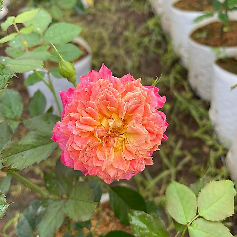 กุหลาบ 🌹 Chaleur  สีทุโทน ชาลัวร์ ทรงพุ่ม ดอกเยอะ (ส่งติดตูม) แบบถุง