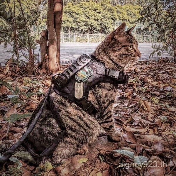 Cat Traction Rope Anti-breakaway Adjustable Cat Chain Outing Traction Rope Vest Type K9 Cat Walking 