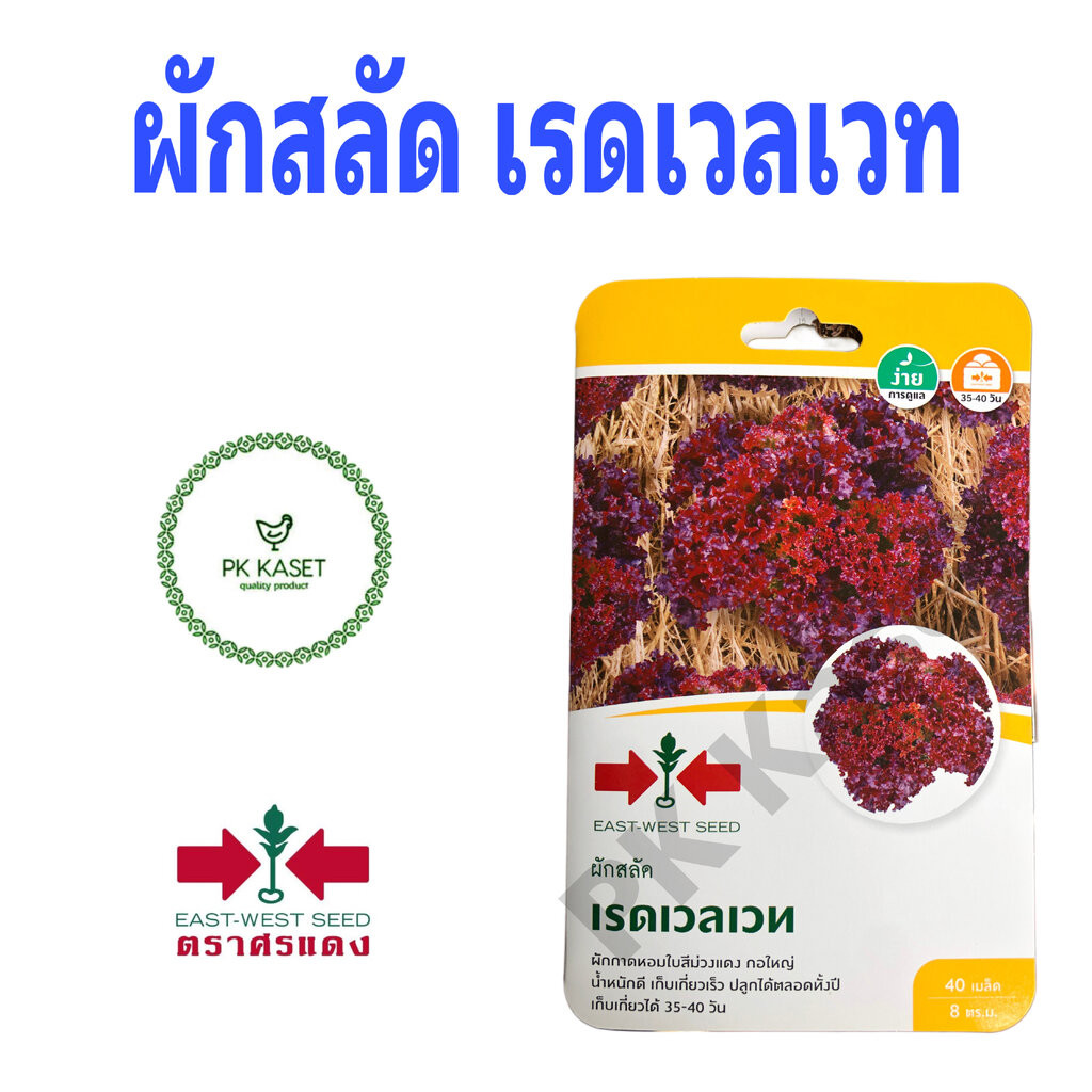 เมล็ดผักสลัด เรดเวลเวท ผักกาดหอม ตราศรแดง ซองแข็ง 40 เมล็ด ผักสวนครัว