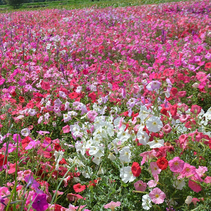 ซื้อ 5 แถม 5 ฟรี！เมล็ดพันธุ์ ดอกพีทูเนียเตี้ย คละสี 5000 เมล็ด Mixed Dwarf Petunia Flower Seed คละสีสวยปลูกง่าย - รูปที่ 6