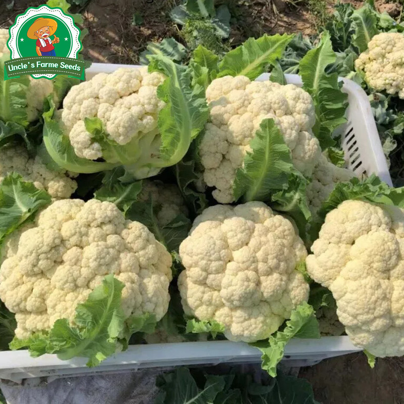 ดอกใหญ่จริง 350เมล็ด เมล็ด​พันธุ์​ กะหล่ำดอก​ White Cauliflower​ Seeds for Planting Vegetables Plants เมล็ดพันธุ์คุณภาพ - รูปที่ 5