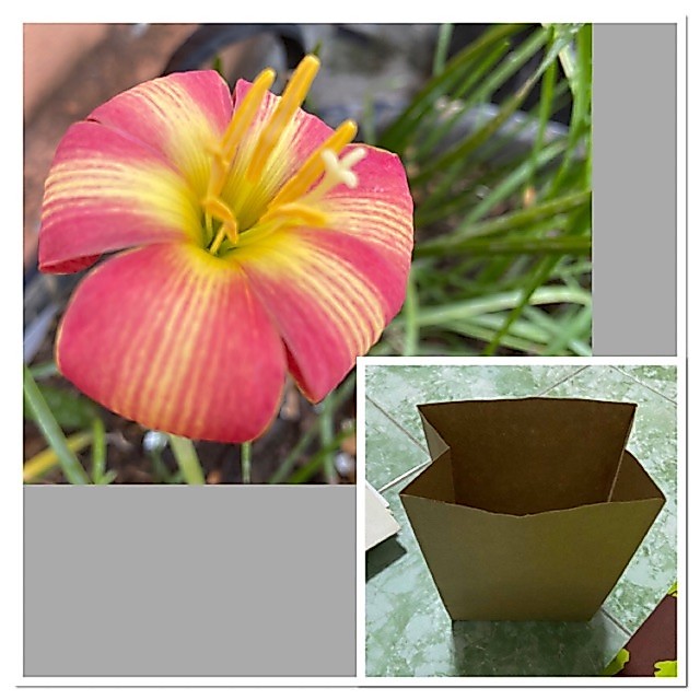 167ฑ.หัวดอกบัวดิน Pine Apple หัวละ 20 บาท