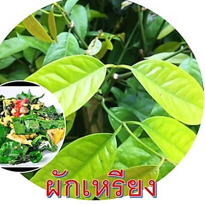 ผักเหลียง(ผักเขรียง) ผักแนะนำอีกชนิดทางภาคใต้ (2ต้น/ แพ็ค สูง 70-80 ซม.)
