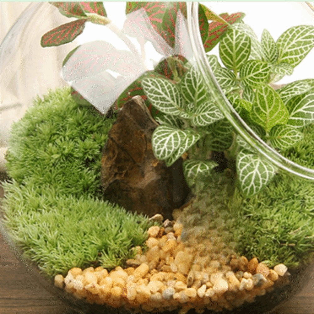 SOLARNOVA แจกันแก้วใส,แจกันแก้วบอโรซิลิเกตใส,ภาชนะใส่บอล 8/10/12/16 ซม.แก้วบอโรซิลิเกตเฉียง Succulents คอนเทนเนอร์พืชสวน - รูปที่ 7