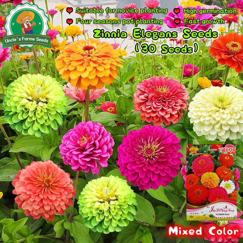 30 เมล็ด คละได้ ดอกบานชื่น พันธุ์ดอกซ้อน Zinnia Seeds for Planting Flower Seeds เมล็ดดอกบานชื่น ดอกบานชื่นซ้อน Plants