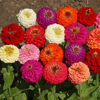 ซื้อ 5 แถม 5 ฟรี! ดอกบานชื่นกลีบซ้อนหลากหลายสี120เมล็ด