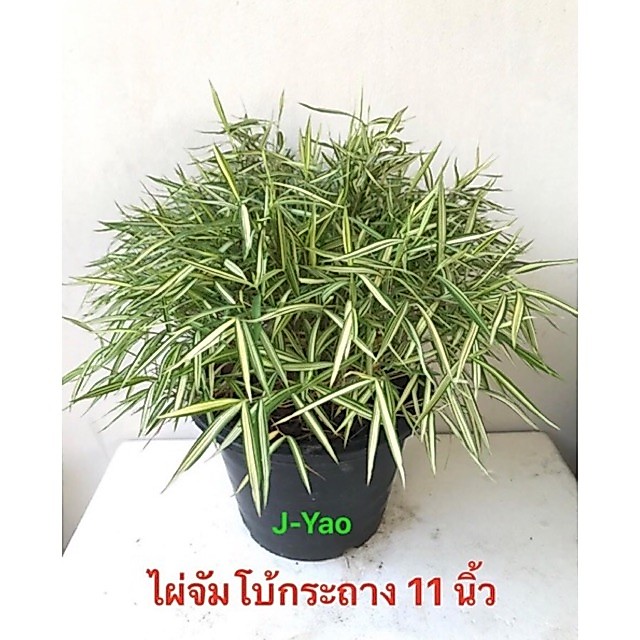 ไผ่เงิน ไผ่แมวจัมโบ้กระถาง11นิ้ว ใหญ่สะใจไม่ต้องรอปลูก (จำกัดไม่เกิน2ต้นต่อออเดอร์)