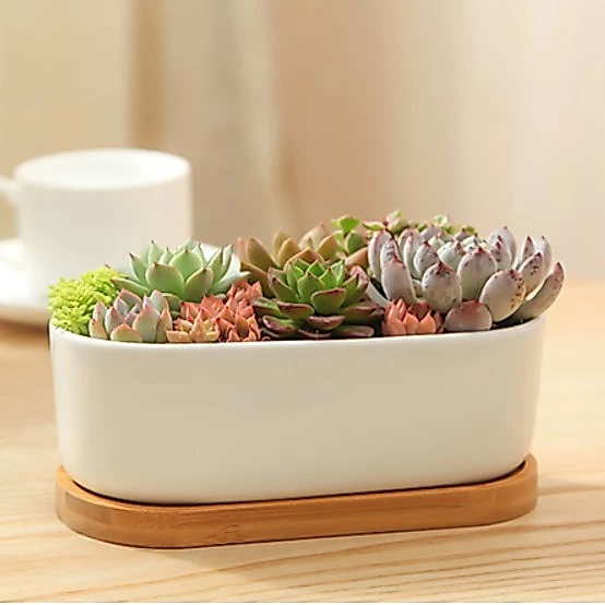Plants Center T202 กระถางต้นไม้ เซรามิกขาวทรงรี มาพร้อมถาดรองไม้ ขนาด วัสดุเซรามิกเคลือบเงา ขนาด 17.5*8*6cm