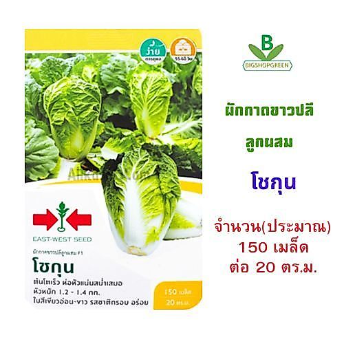 5 แถม 1 เมล็ดพันธุ์ ผักกาดขาวปลีลูกผสม โชกุน F1 ศรแดง ต้นโตเร็ว หัวแน่นสม่ำเสมอ หัวหนัก 1.2-1.4 กก.