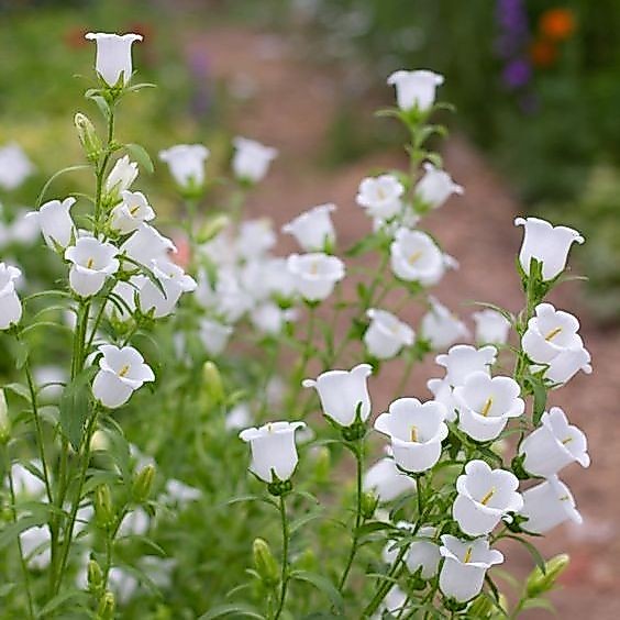 100 เมล็ดด ดอกระฆัง ดอกระฆังแคนเตอร์บรี Canterbury Bells หรือ Campanula medium ดอกสีขาว