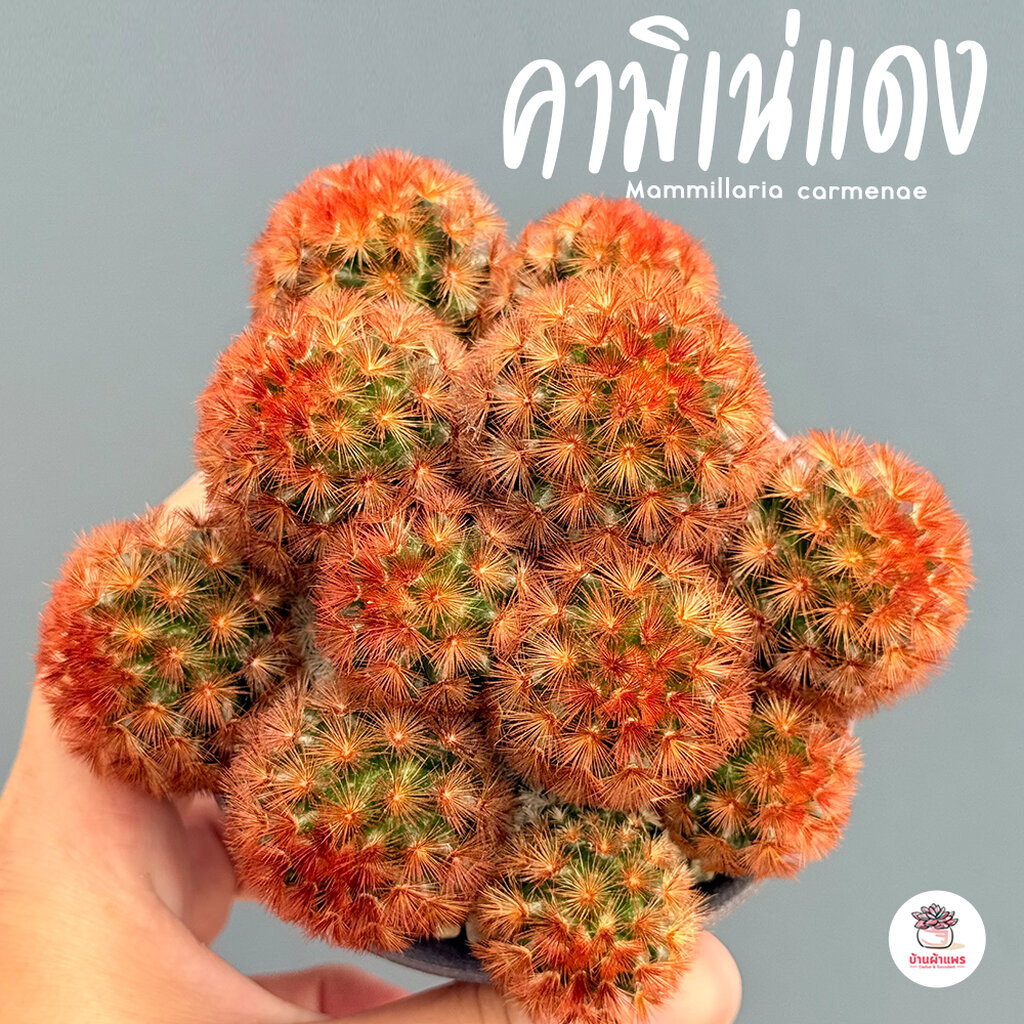 แมมมิลาเรีย คามิเน่แดง Mammillaria carmenae แคคตัส กระบองเพชร cactus&succulent