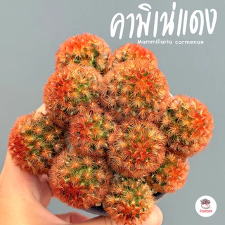 แมมมิลาเรีย คามิเน่แดง Mammillaria carmenae แคคตัส กระบองเพชร cactus&succulent