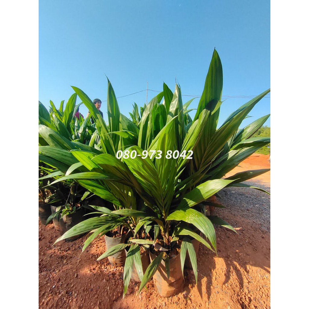 พันธุ์ปาล์ม ยังกัมบิ ML161 ,กล้าปาล์มแท้100%, โทร 080 9738042 (Yangumbi ML161) รุ่น 12เดือน
