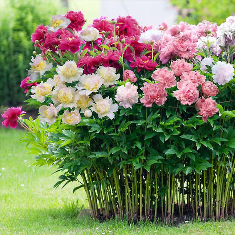 Double Petal Peony Seed Peony Flower Seed Flower Seed Outdoor Potted Flower Plant ระเบียง Courtyard 