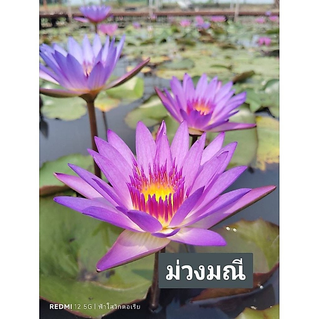 บัวผันสีแพคแบบคู่สีเลือกสี79