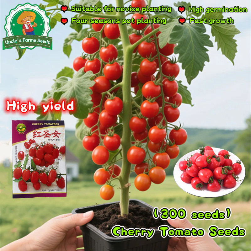 เมล็ดพันธุ์ มะเขือเทศเชอรี่ บรรจุ 300 เมล็ด High Yield Red Sweet Cherry Tomato Seeds for Sale Vegetable ผักสวนครัว