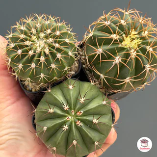 รวมเมโลแคคตัส Melocactus #กระถาง2นิ้ว แคคตัส กระบองเพชร cactus&succulent