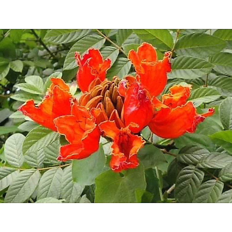 ต้นแคแสด (จำนวน 5 ต้น) สูง 30-40 เซน Spathodea campanulata Beauv.