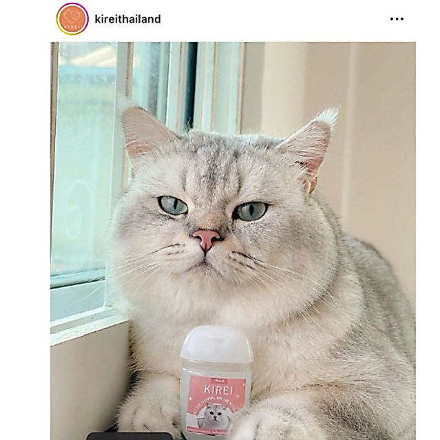 5 ปีซ้อน🐱⭐️𝑻𝒆𝒂𝒓 𝑺𝒕𝒂𝒊𝒏 𝑹𝒆𝒎𝒐𝒗𝒆𝒓 เช็ดคราบนํ้าตาแมว เช็ดหูสะอาดมาก ลดคราบนํ้าตาใหม่ รีวิวแน่นจากฟาร์มแมวและเหล่าทาส