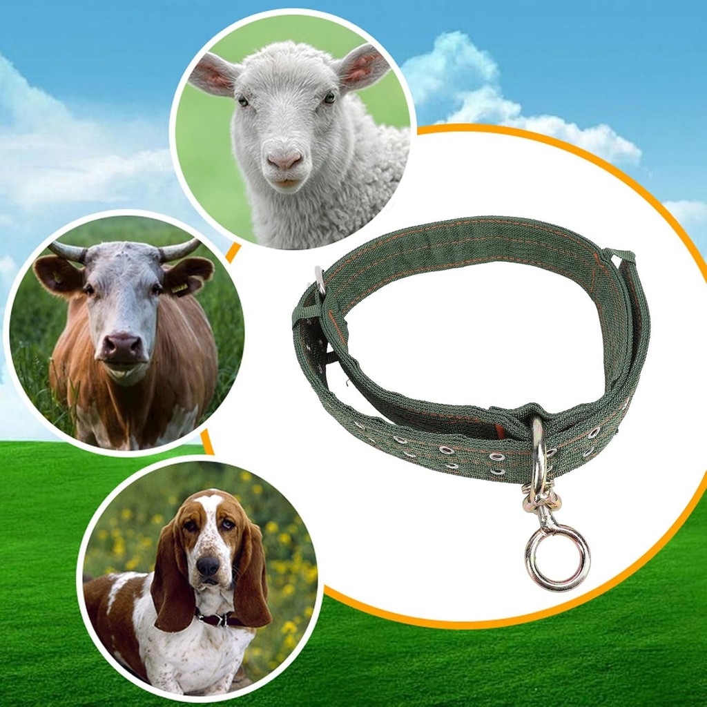 ปลอกคอวัวปรับไนล่อนหนาวัวปลอกคอสายคล้องคอวัวที่มี2แถวหัวเข็มขัดโลหะและโซ่ฉุดสําหรับฟาร์มสัตว์ม้าวัวแ