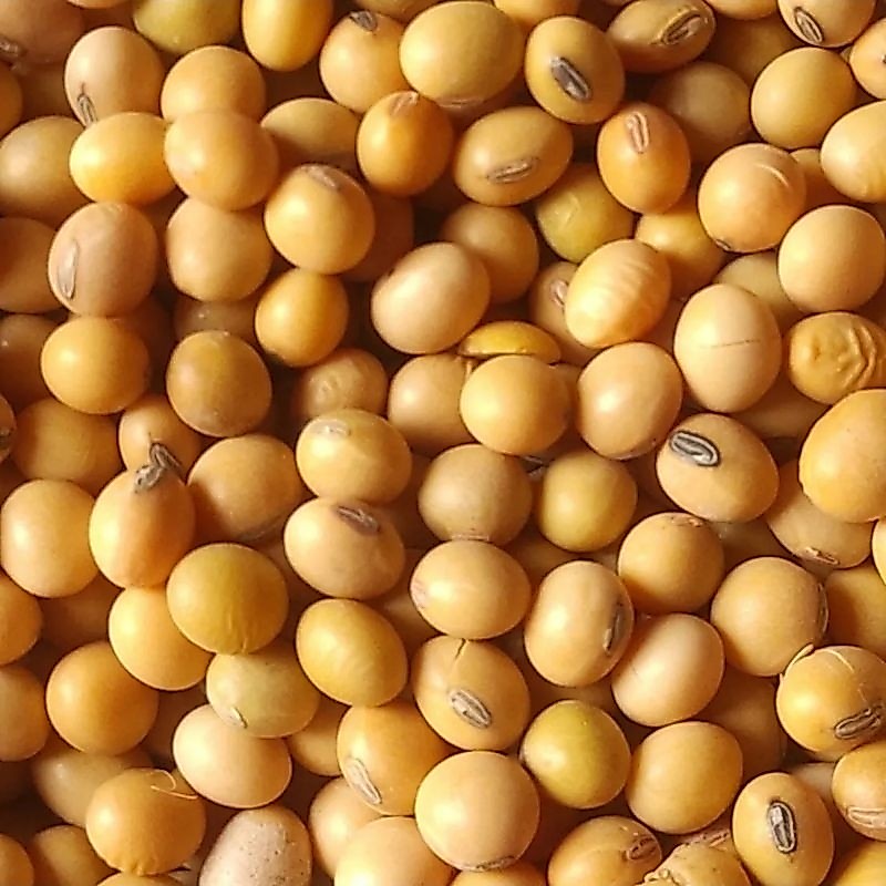 ถั่วเหลืองเม็ด 1 kg. (ส่งฟรีกดรับโค้ดหน้าแรก) ใช้เป็นเมล็ดพันธุ์ได้ ใช้ทำนมถั่วเหลือง หรือ น้ำเต้าหู้ เผาะถั่วงอก