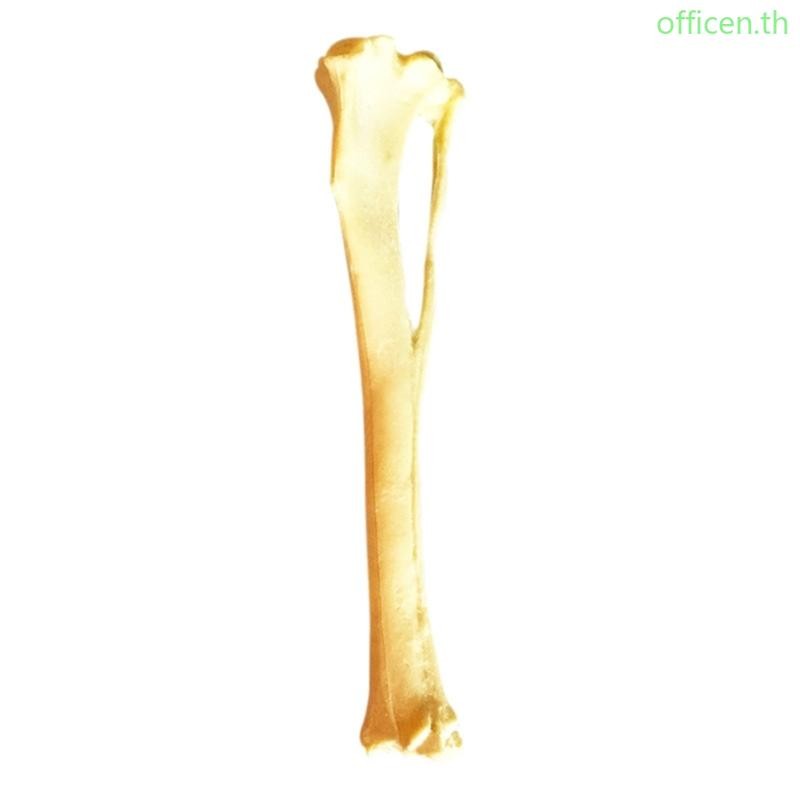 Cen Dog Tibia Skeletal โมเดลสุนัข Anatomy Tibia Skull Model