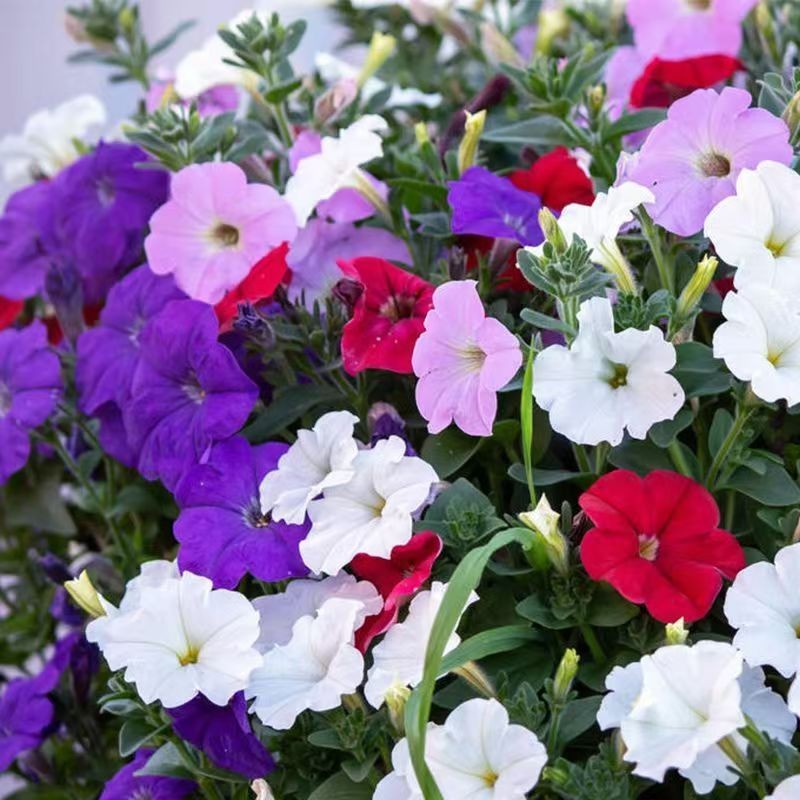 ซื้อ 5 แถม 5 ฟรี！เมล็ดพันธุ์ ดอกพีทูเนียเตี้ย คละสี 5000 เมล็ด Mixed Dwarf Petunia Flower Seed คละสีสวยปลูกง่าย - รูปที่ 3