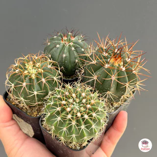 รวมเมโลแคคตัส Melocactus #กระถาง2นิ้ว แคคตัส กระบองเพชร cactus&succulent
