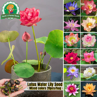 เมล็ดพันธุ์ ดอกบัวน้ำ บัวจิ๋วญี่ปุ่น เมล็ดดอกบัวน้ำ บรรจุ 20 เมล็ด สีผสม Mini Lotus Water Lily Seeds Bonsai Seeds