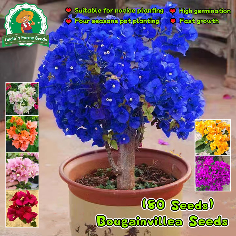 เมล็ดพันธุ์ ต้นเฟื่องฟ้าแคระ บรรจุ 70 เมล็ด คละสี Bougainvillea Seeds Flower Seeds for Planting เมล็ดดอกไม้ บอนสีราคาถูก